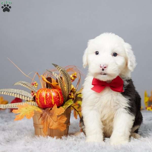 Cletus, Old English Sheepdog Puppy